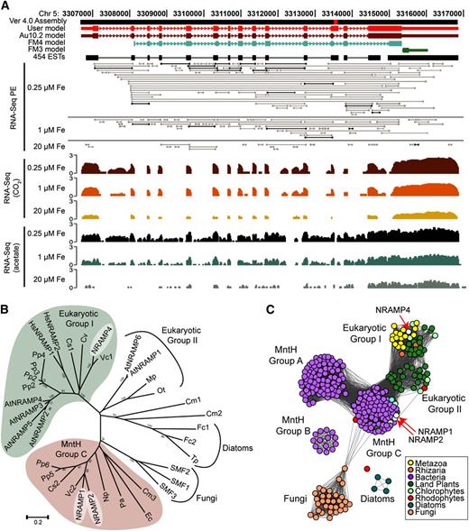 Identification of a New Protein of the NRAMP Transporter Family.