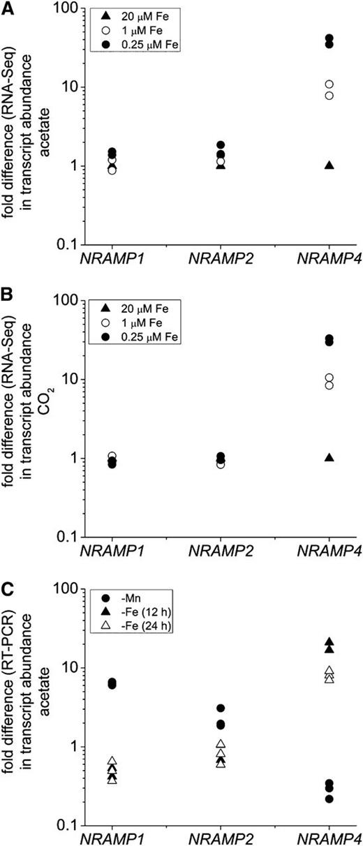 NRAMP4 Transcript Abundance Is Increased Specifically in Response to Poor Iron Nutrition in C. reinhardtii.