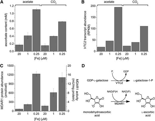 C. reinhardtii Cells Accumulate Vitamin C in Response to Low Iron Nutrition by de Novo Synthesis and Recycling.