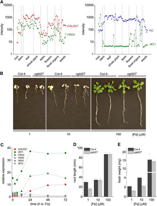 Arabidopsis cgld27 Shows Increased Sensitivity to Poor Iron Nutrition.