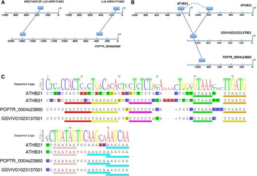 Analysis of CNSs Reveals Potential Subfunctionalization in Regulatory Regions of Arabidopsis Paralogs.