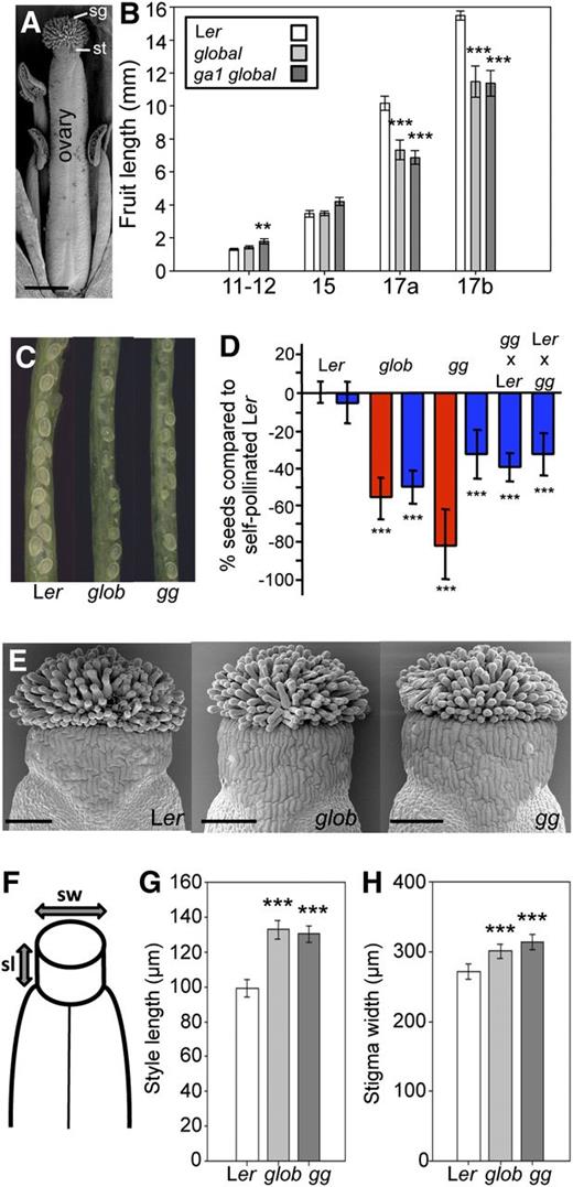 Fertility and Fruit Development in global and ga1 global Mutants.