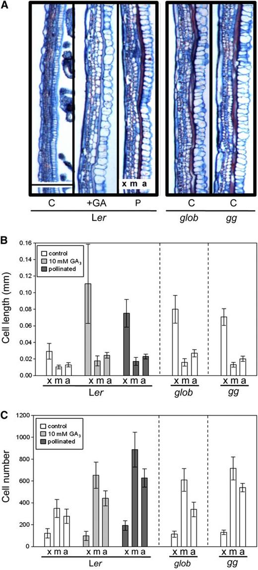 Tissue Analysis of Ler, global Mutant, and ga1 global Mutant Fruits.