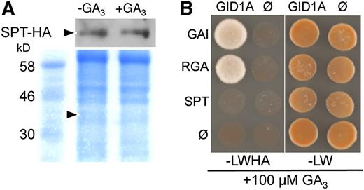 SPT Is Resistant to GA-Mediated Degradation and Does Not Directly Interact with the GID1A GA Receptor