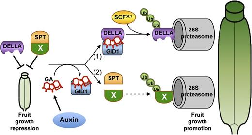 Model for GA Signaling during Fruit Development.