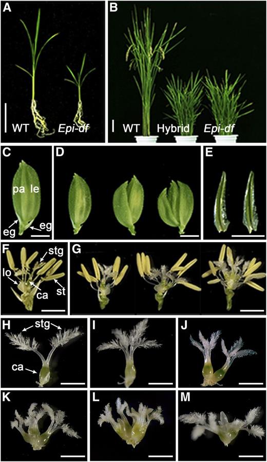 Characterization of Epi-df, an Epigenetic Mutant Involved in Dwarfism and Floral Defects.