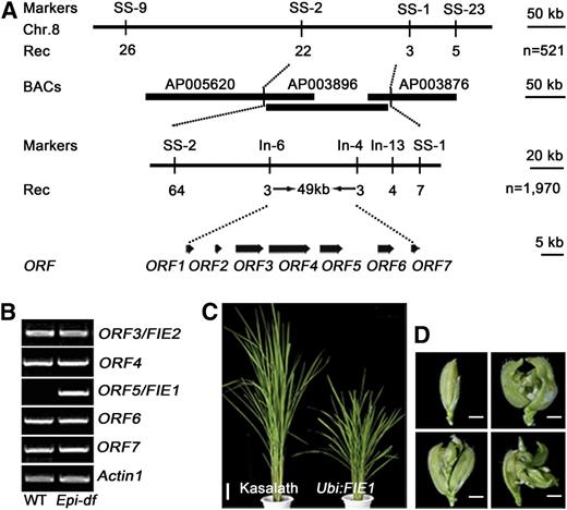 Molecular Cloning of Epi-df.