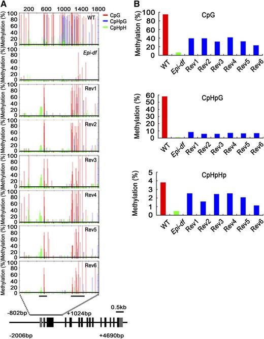 Detailed Methylation Patterns of FIE1 in the Wild Type, Epi-df, and Six Revertants.