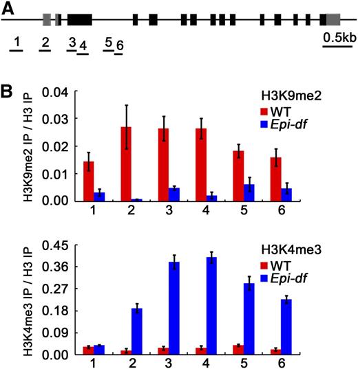 ChIP Analyses of FIE1 in the Wild Type and Epi-df.