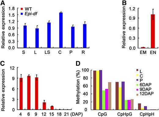 Expression Pattern and Methylation Analyses of FIE1.