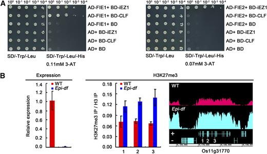 Interaction between Rice Esc and E(z) Homologs and Increased H3K27me3 at Target Gene.