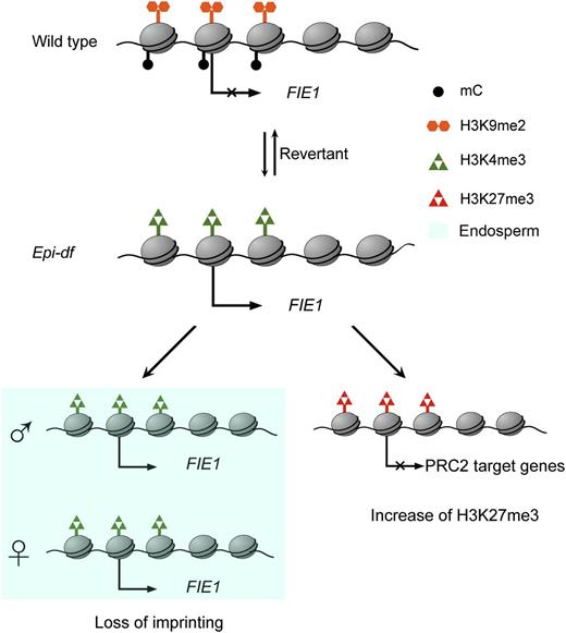 Summary of the Epi-df Allele in Regulation of H3K27me3 by DNA Methylation and H3K9me2.