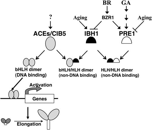 Summary of the Triantagonistic bHLH System That Regulates Cell Elongation in Arabidopsis.