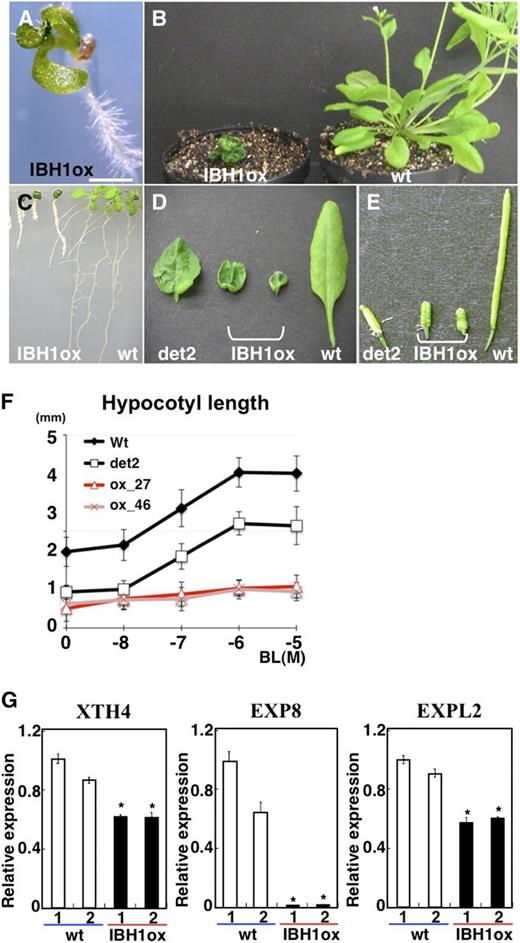 Analysis of Pro35S:IBH1 Plants.