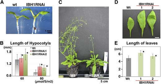 Analysis of ProIBH1:IBH1RNAi Plants.