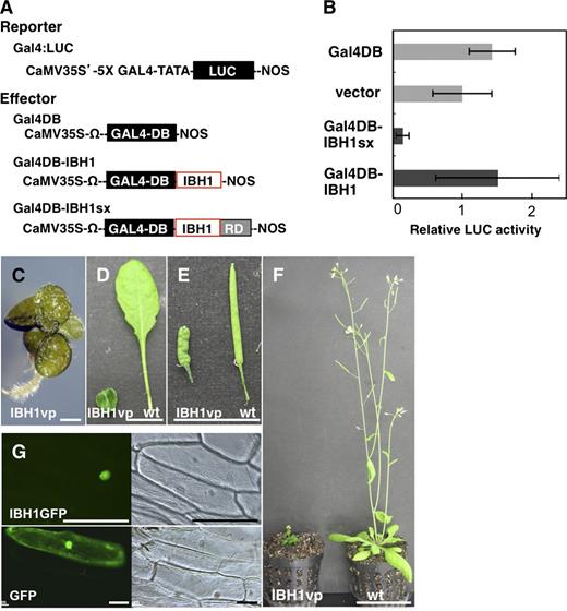 Analysis of the Molecular Function of IBH1.