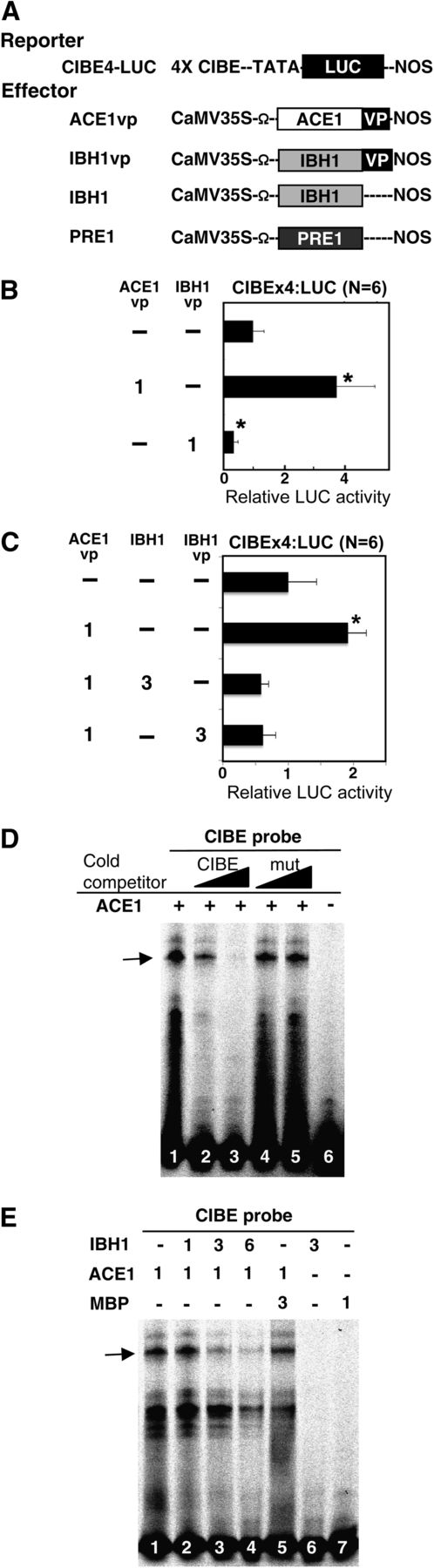 IBH1 Inhibits the Binding of ACE1 to CIBE.