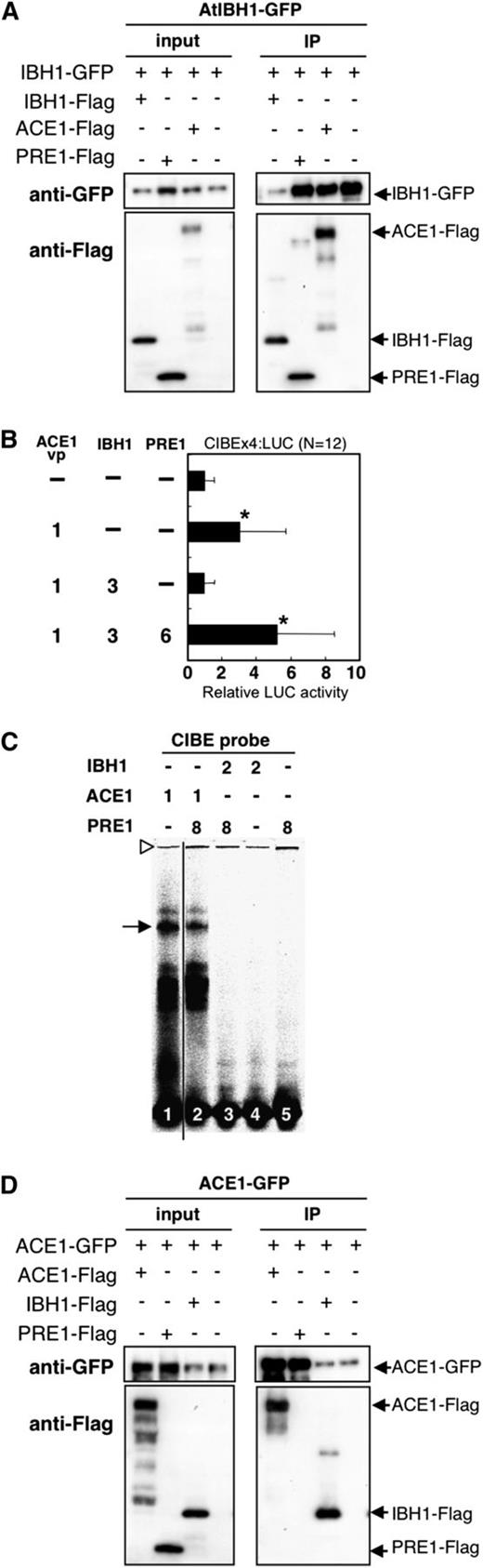 PRE1 Restores Activity of ACE1 by Interfering with Negative Activity of IBH1.