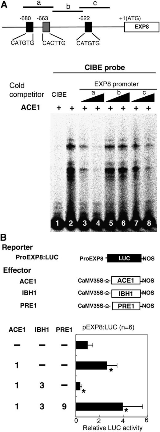 Analysis of Regulation of the Promoter Activity of EXP8 by ACE1, IBH1, and PRE1.