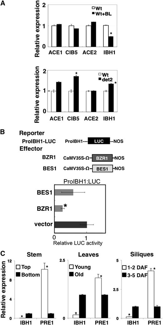 Analysis of IBH1, ACEs, CIB5, and PRE1 Expression.