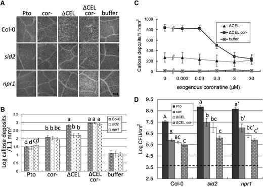COR Promotes Bacterial Virulence in SA Signaling–Deficient Plants.
