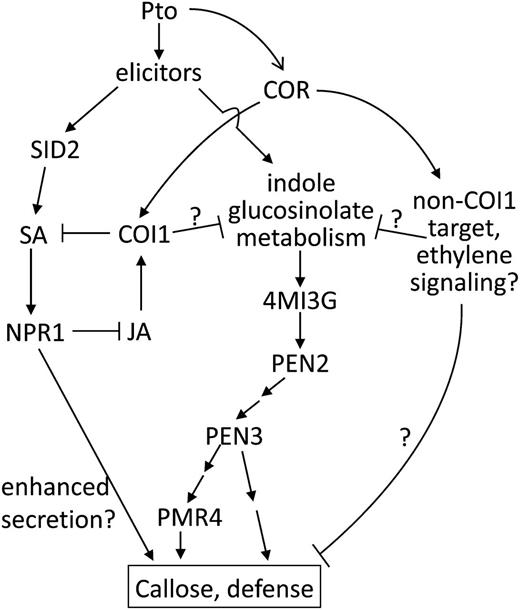 Model: Suppression of the Arabidopsis Immune Response by COR.