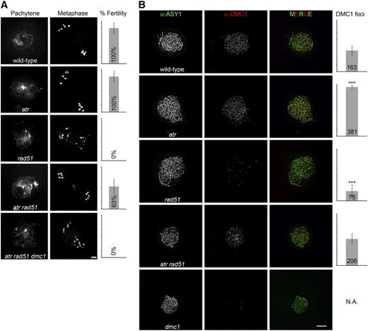 A Mutation in ATR Suppresses the Severe Meiotic Defects of rad51 Mutants.