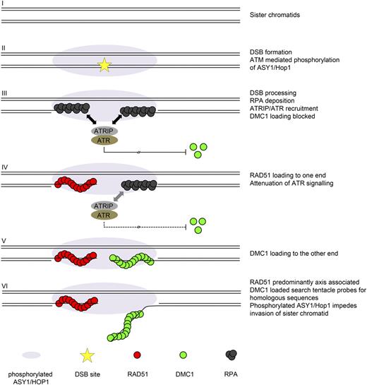 Model for Early Events during Meiotic Recombination.