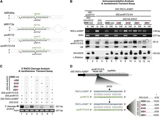 Functional Analysis of AGO2 Catalytic Residues in Ternary Complex Stabilization and Target Transcript Slicing.