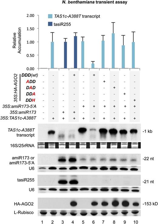 Effects of Wild-Type and Modified AGO2 Forms on TAS1c-A388T Transcript Targeting and tasiRNA Biogenesis.