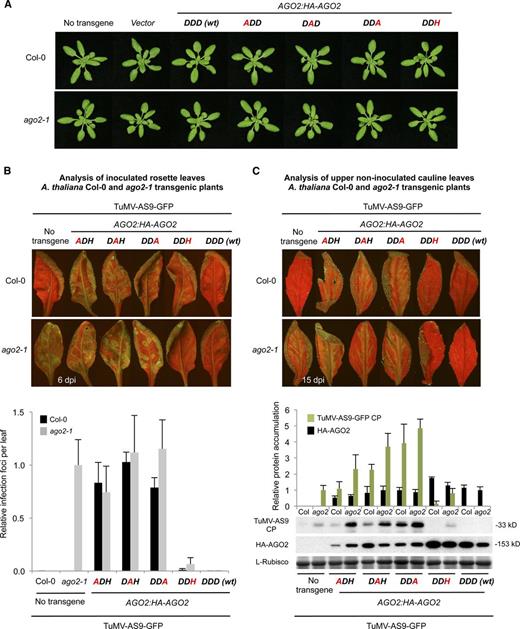 Phenotypic and Molecular Analyses of Col-0 and ago-2-1 T3 Transgenic Plants Expressing Wild-Type or Modified AGO2 Forms.