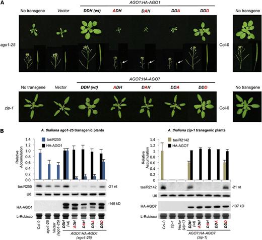 Phenotypic and Molecular Analyses of Arabidopsis ago1-25 and zip-1 Transgenic Plants Expressing Wild-Type or Modified AGO1 and AGO7 Forms, Respectively.