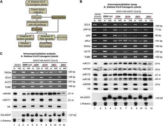 AGO1 and AGO7 Interactions with miRNAs and Target Transcripts in Arabidopsis Col-0 Transgenic Plants Expressing Wild-Type or Modified AGO1 or AGO7 Forms.