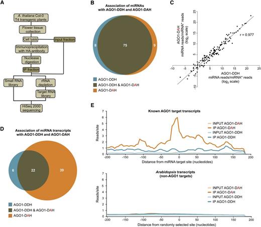 Sequencing Analysis of miRNAs and Target RNAs Recovered from Catalytically Active or Inactive AGO1 Complexes.