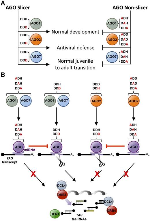 Models Summarizing the Functional Analyses of Wild-Type and Modified Forms of AGO1, AGO2, and AGO7.