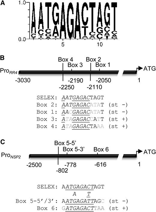 RRBSs in the Promoter of the RR4 and NSP2 Nodulation-Related Genes.