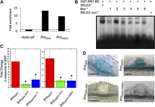 RRBS cis-Elements in the RR4 and NSP2 Promoters Are Required for Cytokinin Regulation and Expression in Nodule Primordia.