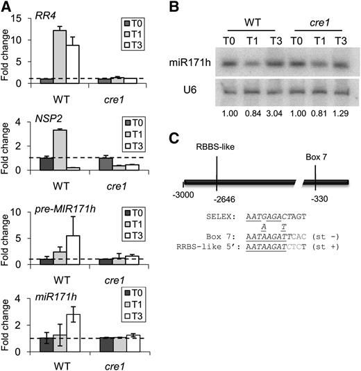 Cytokinins Regulate the miR171 h miRNA Targeting NSP2.