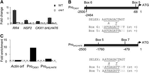 CRE1-Dependent Regulation of Primary Cytokinin Response Genes.