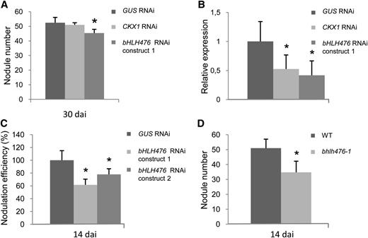 The bHLH476 Cytokinin Primary Response Transcription Factor Positively Regulates Symbiotic Nodulation.