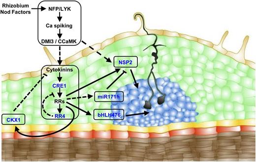 Downstream Cytokinin Signaling Events in Symbiotic Nodulation.