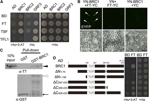 Protein Interaction between BRC1 and FT.