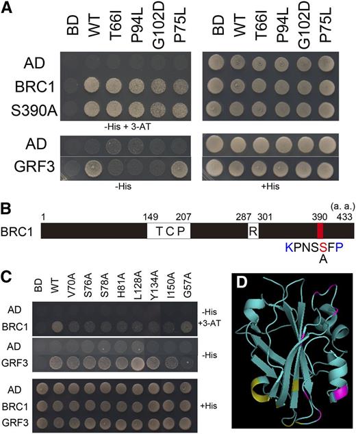 14-3-3 Proteins Do Not Mediate the Interaction between FT and BRC1.