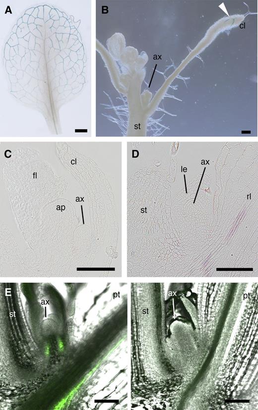 FT Expression Pattern and Movement of FT Protein into Axillary Buds.