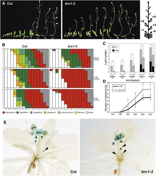 Early Floral Transition of the Axillary Shoots in brc1 Mutants.