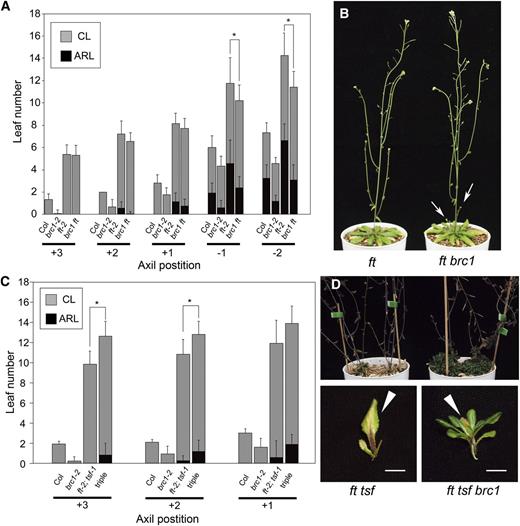 Delayed Floral Transition of Axillary Shoots in ft and ft tsf Mutants and Genetic Interaction with brc1.