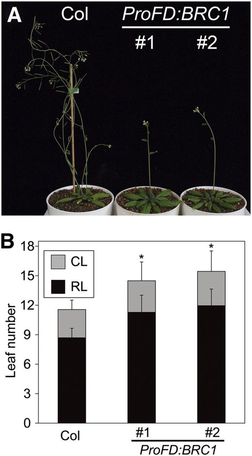 Ectopic Expression of BRC1 Delays Floral Transition in the SAM.