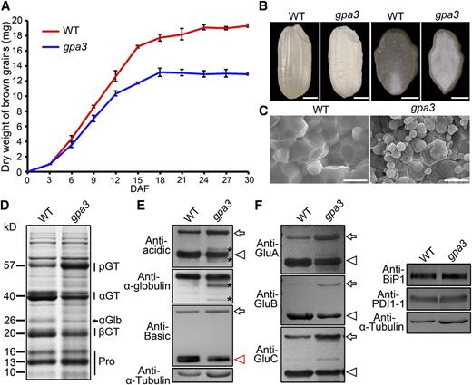 Phenotypic Analyses of the gpa3 Mutant.