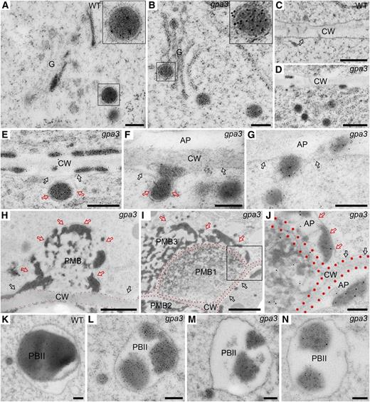 Immunoelectron Microscopy Localization of Glutelins Depicting the Biogenesis of PMBs in the gpa3 Mutant.