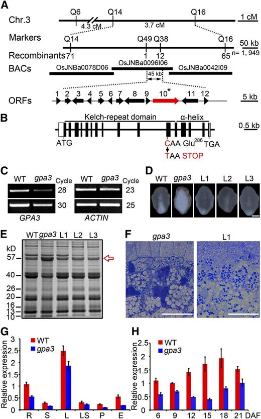 Positional Cloning and Expression Analysis of GPA3.